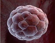 Slider image (3) World Stem Cells